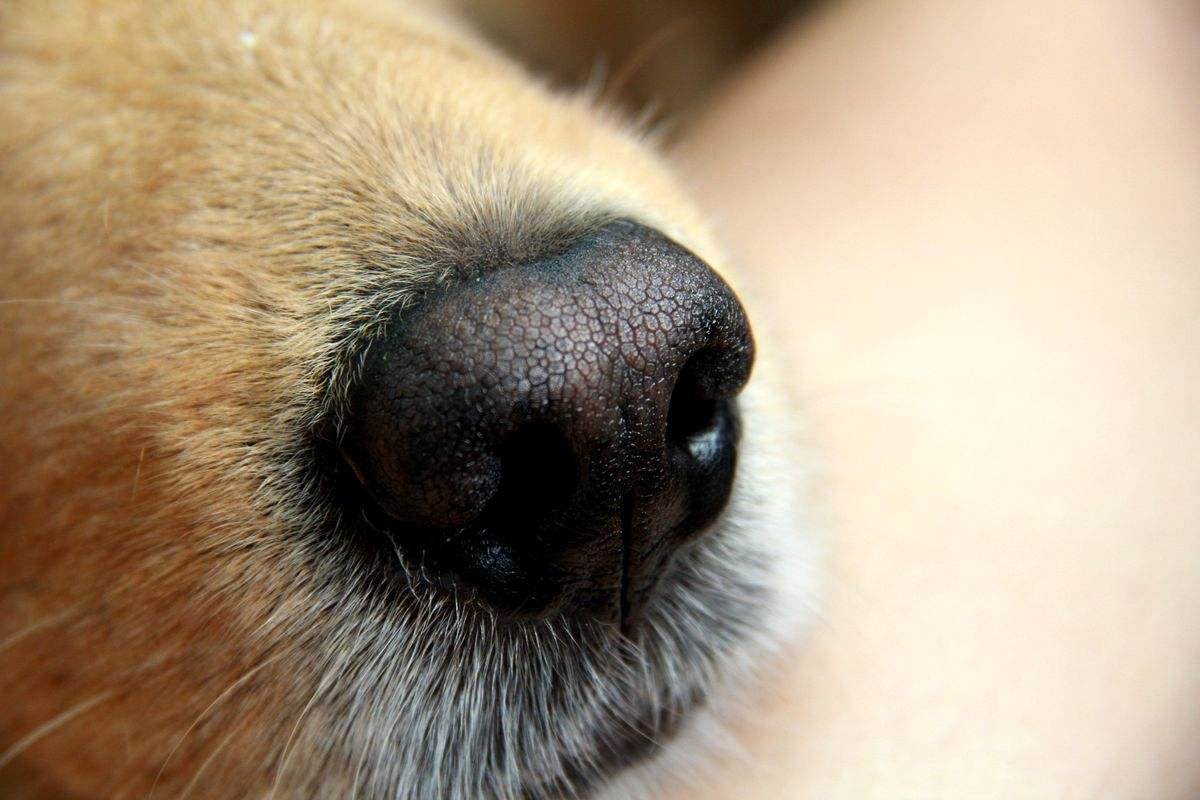 1,073只64,378张狗鼻子采集标注数据